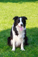 Dog breed Border Collie