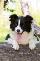 Dog breed Border Collie