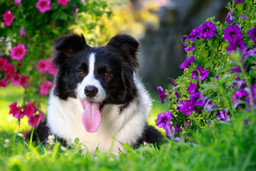Dog breed Border Collie