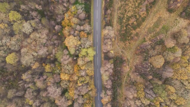 Drone footage over a remote road through woodland autumn trees on Dartmoor in Devon, UK
