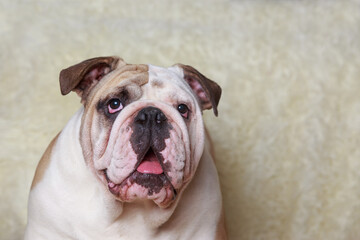 Fototapeta premium dog breed english bulldog