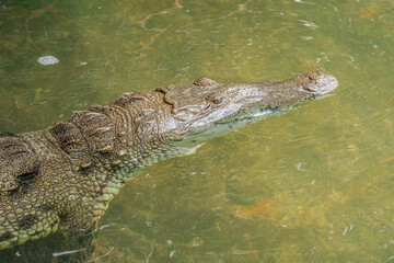 Crocodile dans la mangrove