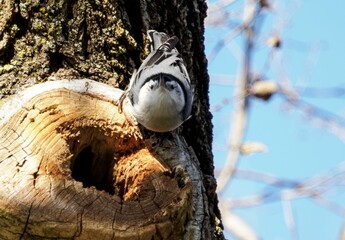 Closeup shot of a titmus bird perched near a hole on an oak tree