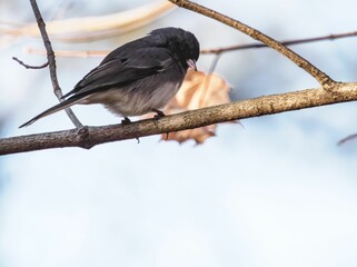 Closeup shot of a dark-eyed junco bird perched on a tree branch in the winter