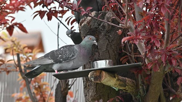pigeons, oiseaux des villes, colombes, tourterelles, forets , arbres, nature ,plumes, becs,