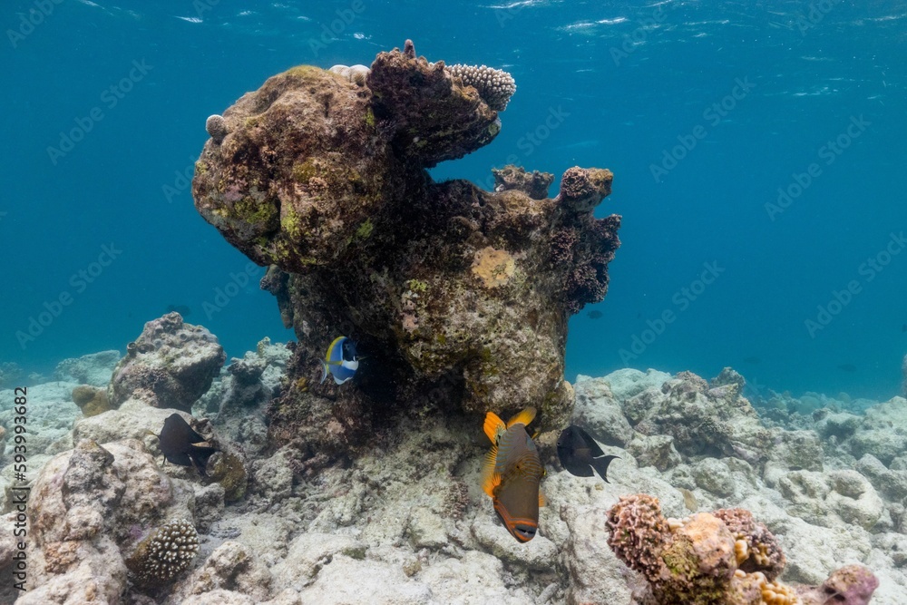 Wall mural scenic view of exotic fish swimming underwater in maldives