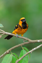 Spot-breasted oriole