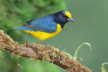 Spot-crowned euphonia