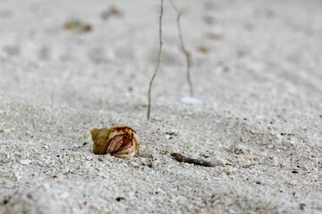 Closeup shot of a hermit crab on the white sand