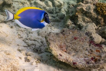 Fototapeta na wymiar Colorful fish and coral underwater