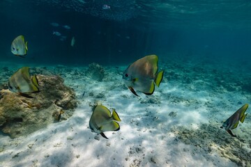 Fototapeta na wymiar Scenic view of exotic fish swimming underwater in Maldives