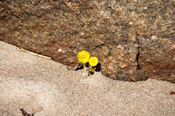 Yellow flowers in front of a rock