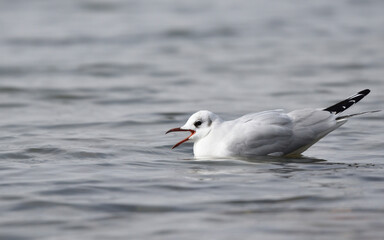 Fototapeta na wymiar Black headed gull in water, gull cry