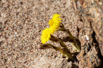Yellow flowers in front of a rock