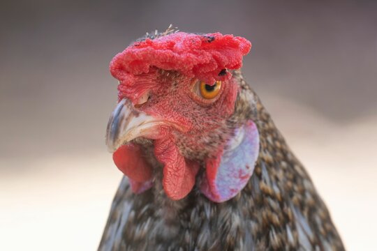 Closeup Of A Red Face Of A Rooster Isolated On A Blurred Background