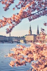 Hamburg City Hall in Springtime with Cherry Blossoms. High quality photo - 593994430