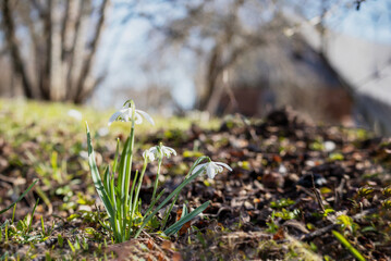 A close up of a flower with the word snowdrop on it