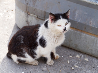 sick scratched homeless black and white cat on the street