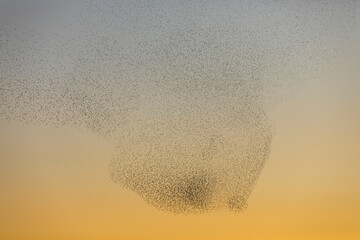 Starlings murmuration in Aiguamolls De L Emporda Nature Park, Spain