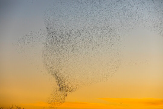 Murmuration Images – Browse 908,000 Stock Photos, Vectors, and Video ...