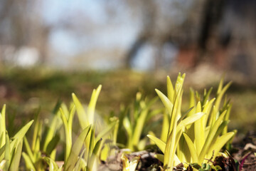 A close up of grass with the sun shining on it