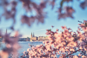 Cherry Blossoms in Spring at the Alster in Hamburg. High quality photo