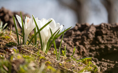 A white flower with a yellow center is growing in the grass.