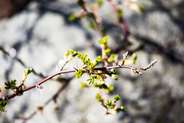 A young branch of a tree shoot with small green leaves