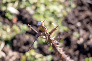 A cut branch of a rose bush with stings