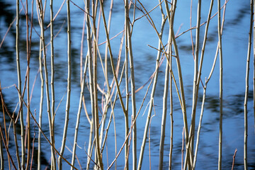 Small vertical tree branches on a blue sky background