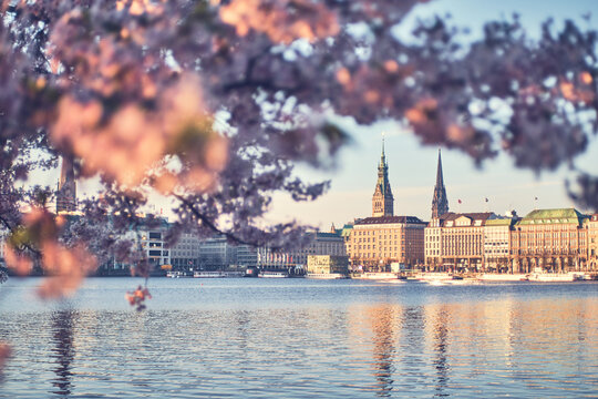 Sunrise in Hamburg with Cherry Blossoms. High quality photo
