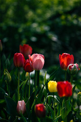 red and yellow tulips