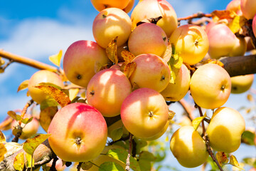 orchard with ripe apple outdoor. photo of orchard with ripe apple. orchard with ripe apple.