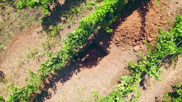 Top View Of Trial Pit (Calicata) With Grapevines Growing At The Vineyard In Limari Valley, Chile. aerial ascending rotate
