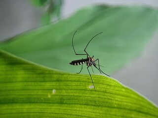 Mosquito in the leaf
