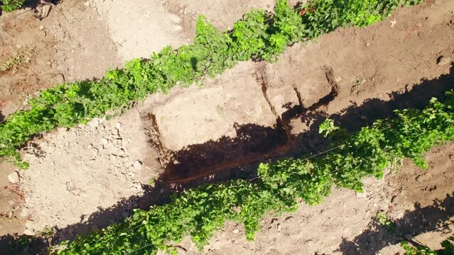 Topdown Of Grape Vines For Sauvignon Blanc Wine In Trial Pit At The Vineyard With Calcareous Soil In Fray Jorge, Limari Valley, Chile. aerial ascending rotate