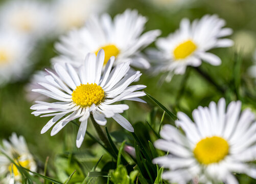 Macro image of a cluster of common daisy flowers