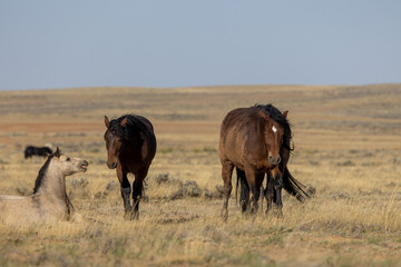 Fototapeta premium Wild Horses in the Wyoming Desert in Autumn