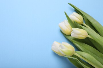 Beautiful yellow tulips on light blue background, flat lay. Space for text