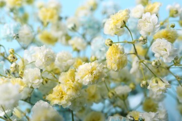 Beautiful dyed gypsophila flowers on light blue background, closeup