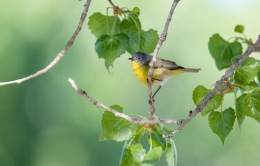 Cute Nashville warbler perched on tree branches in Big Morongo Preserve