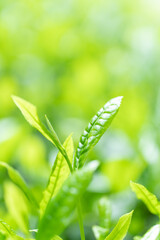 茶葉・茶畑・新茶