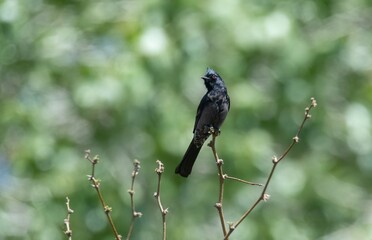 A phainopepla bird perched against green background showing red eye in Big Morongo Preserve