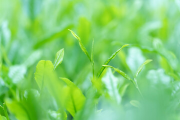 茶葉・茶畑・新茶