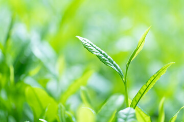 茶葉・茶畑・新茶