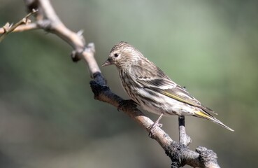 Fototapeta premium Pine siskin with perfectly conical beak and yellow highlighted wings perched up close on a bare branch