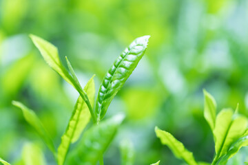 茶葉・茶畑・新茶