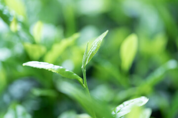 茶葉・茶畑・新茶