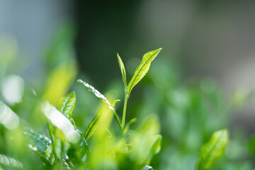 茶葉・茶畑・新茶
