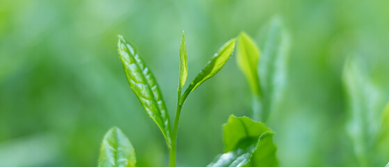 茶葉・茶畑・新茶